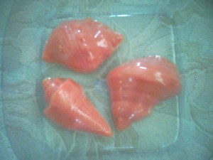 Conchas do mar